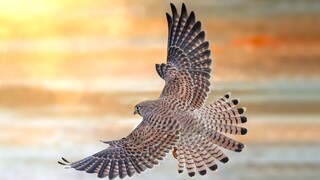 Turmfalke im Flug
