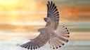 Turmfalke im Flug