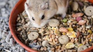 Roborovski Zwerghamster auf einem Futternapf mit Körnermischung