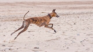 Galgo rennt am Strand