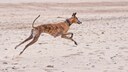 Galgo rennt am Strand