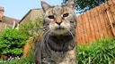 Katze im Stadtgarten