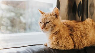 alte Katze am Fenster