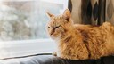 alte Katze am Fenster