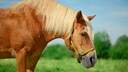 haflinger d&ouml;st