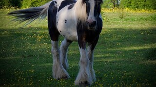 Drum Horse (Symbolbild)