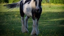 Drum Horse (Symbolbild)