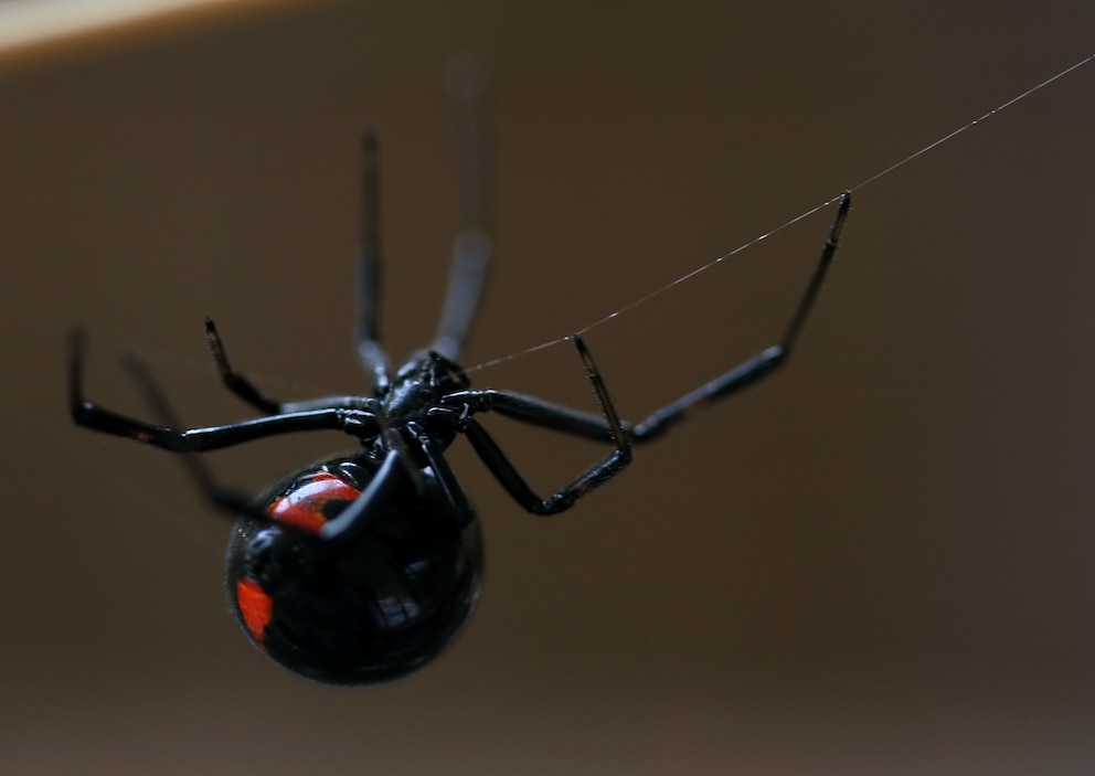 S&uuml;dliche Schwarze Witwe h&auml;ngend im Netz