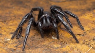 Nahaufnahme einer Sydney-Trichternetzspinne