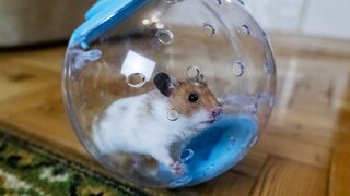 Hamster in einem Hamsterball