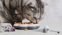Grau getigerte Katze frisst mit Spielzeugmaus neben dem Futternapf