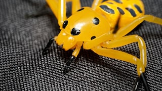 Nahaufnahme der Achtfleckige Krabbenspinne (Platythomisus octomaculatus)