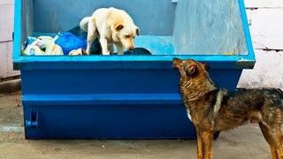 Hunde sieht man öfter mal im Müll stöbern. In Catania soll ein Vierbeiner sogar gezielt Müll abgelegt haben – allerdings wohl nicht aus eigenem Antrieb (Symbolbild)