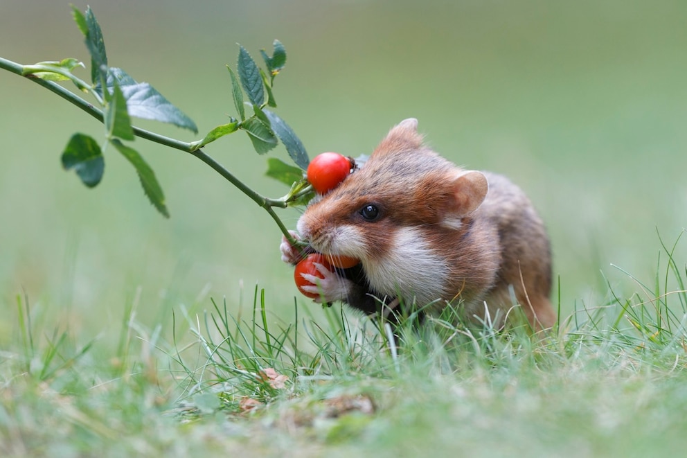 Feldhamster (Cricetus cricetus) nimmt sich eine Hagebutte als Wintervorrat.