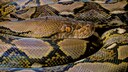Netzpython in Nahaufnahme