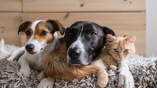 Zwei Hunde und eine Katze sitzen zusammen