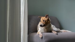 Australien Cattledog blickt aus dem Fenster