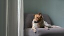 Australien Cattledog blickt aus dem Fenster