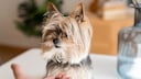 Yorkshire Terrier beim Training mit Leckerli