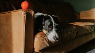 Hund schaut traurig
