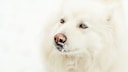 Samoyede in Nahaufnahme im Schnee