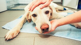 Hund auf OP-Unterlage beim Tierarzt