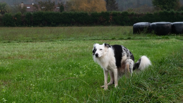 Border Collie verrichtet sein Geschäft auf der Wiese