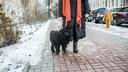 Frau mit schwarzem Pudel im Winter auf enteistem Gehweg