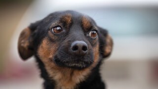 Hund, der ängstlich schaut