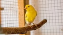 Ein Kanarienvogel sitzt in einer ger&auml;umigen Voliere
