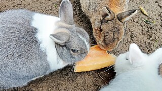Drei Kaninchen knabbern an einem harten Stück Brot