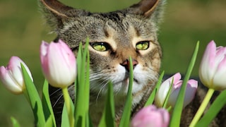 Katze riecht an Tulpenblatt