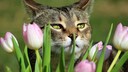 Katze riecht an Tulpenblatt