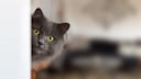 Graue Katze schaut um die Ecke