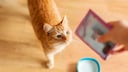 Katze schnuppert unbegeistert an einem Futtert&uuml;tchen, das ihr die Halterin hinh&auml;lt
