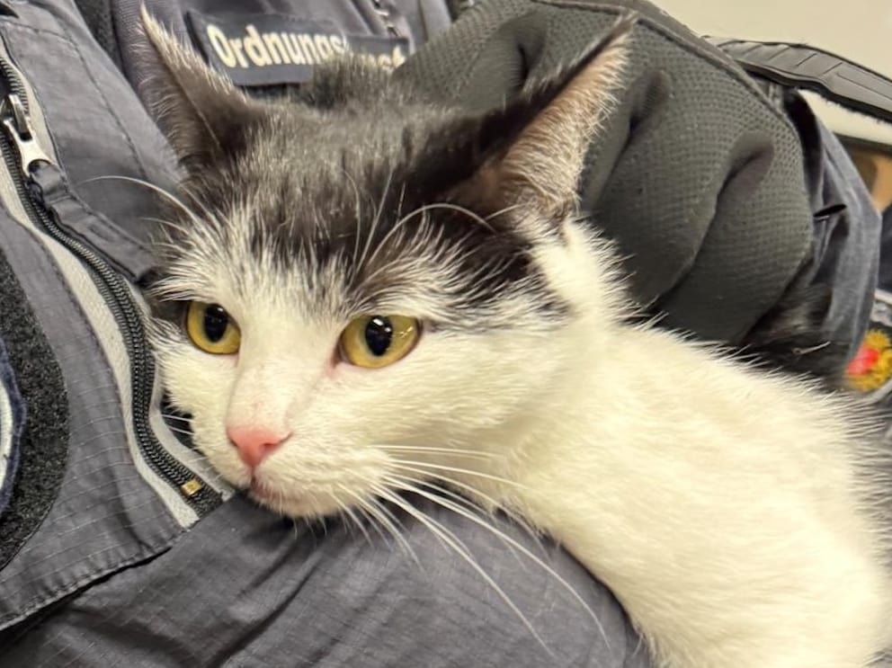 Katze landet nach „Schwarzfahren“ mit der Bahn im Tierheim - PETBOOK