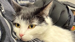 Shila, die Schwarzfahrerkatze, auf dem Arm eines Ordnungsamtsmitarbeiters