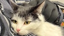 Shila, die Schwarzfahrerkatze, auf dem Arm eines Ordnungsamtsmitarbeiters