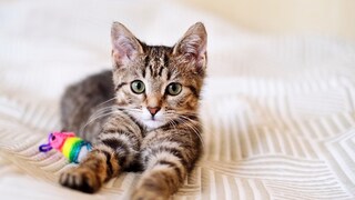 Kitten liegt auf Bett mit Spielzeug