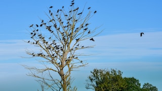 Krähen auf einem Baum