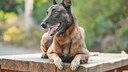 Belgischer Sch&auml;ferhund Malinois liegt auf Holztisch