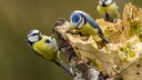 Blaumeisen Blue tit (Cyanistes caeruleus),Fuldabrueck, Hessen