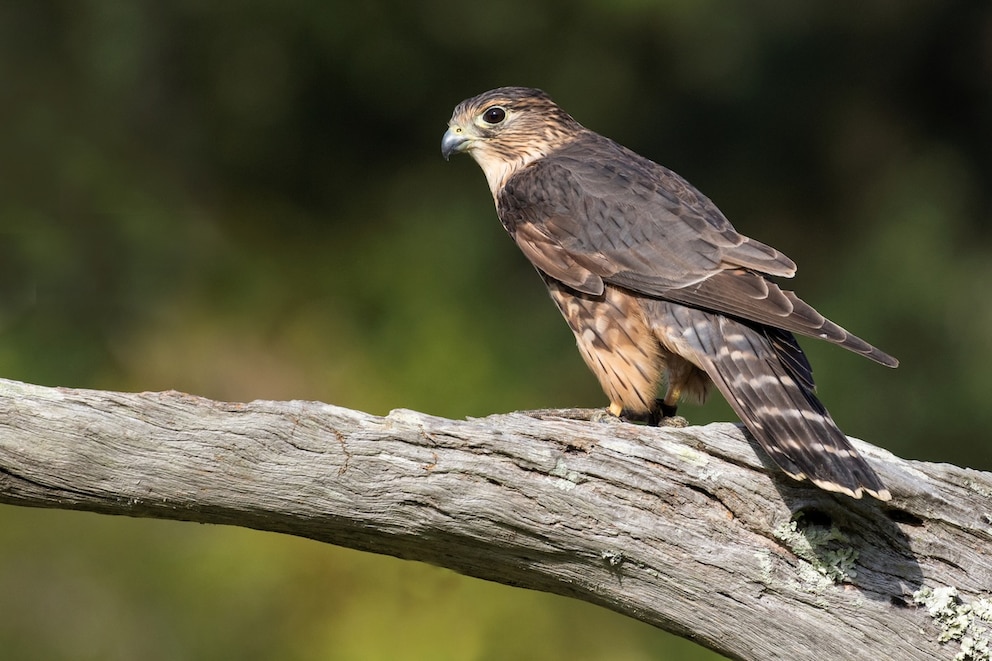 Merlin sitzt auf Ast