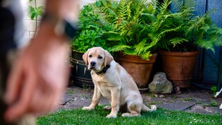 Labrador Welpe im Hintergrund, schaut traurig