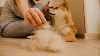 Hund wird gebürstet
