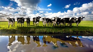 Kühe an einem Wasserbecken