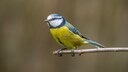 Blaumeise auf einem Zweig