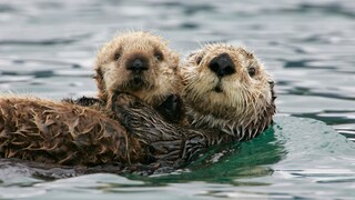 Otter halten Händchen