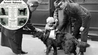 Railway Dogs