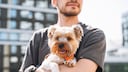 Symbolbild: Yorkshire Terrier auf dem Arm